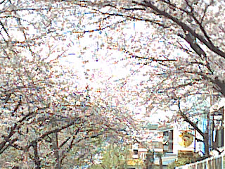 桜部分の拡大