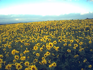 Tournesols pour amendement des sols