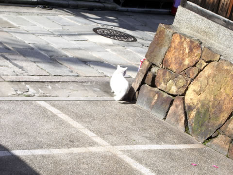 Chat blanc, le dos