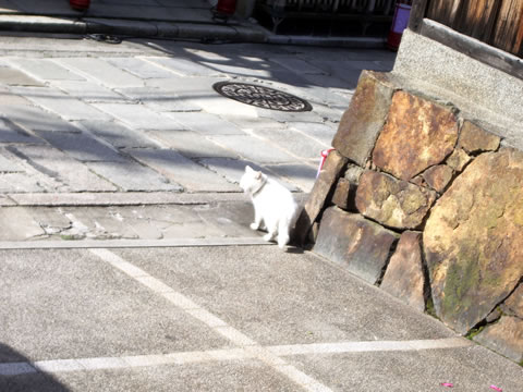 Chat, qui se tourne